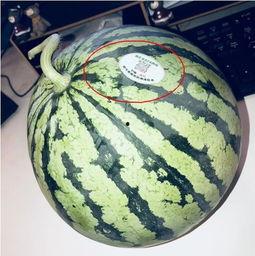 山南网红吃瓜,揭秘幕后故事与热门话题