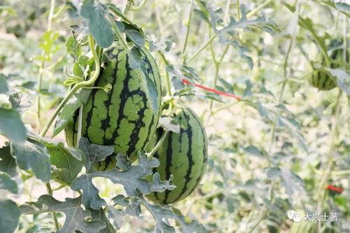 山南网红吃瓜,揭秘幕后故事与热门话题  第2张